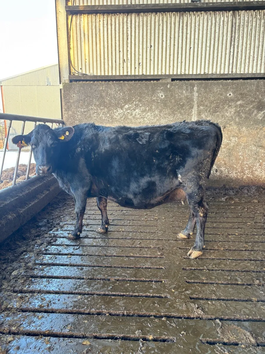 3 teat Incalf cow - Image 1