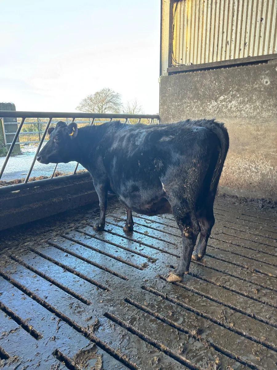 3 teat Incalf cow - Image 2