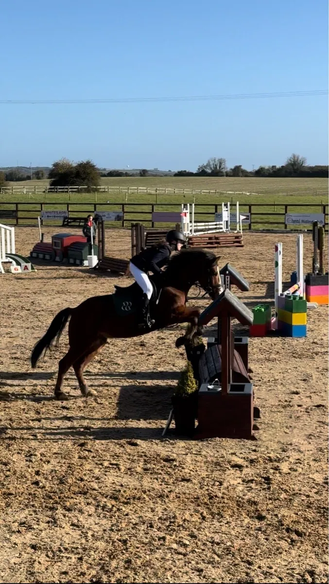 7-Year-Old 14.2hh Genuine Kids Pony - Image 3