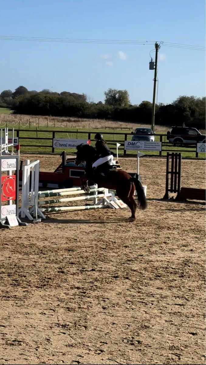 7-Year-Old 14.2hh Genuine Kids Pony - Image 4