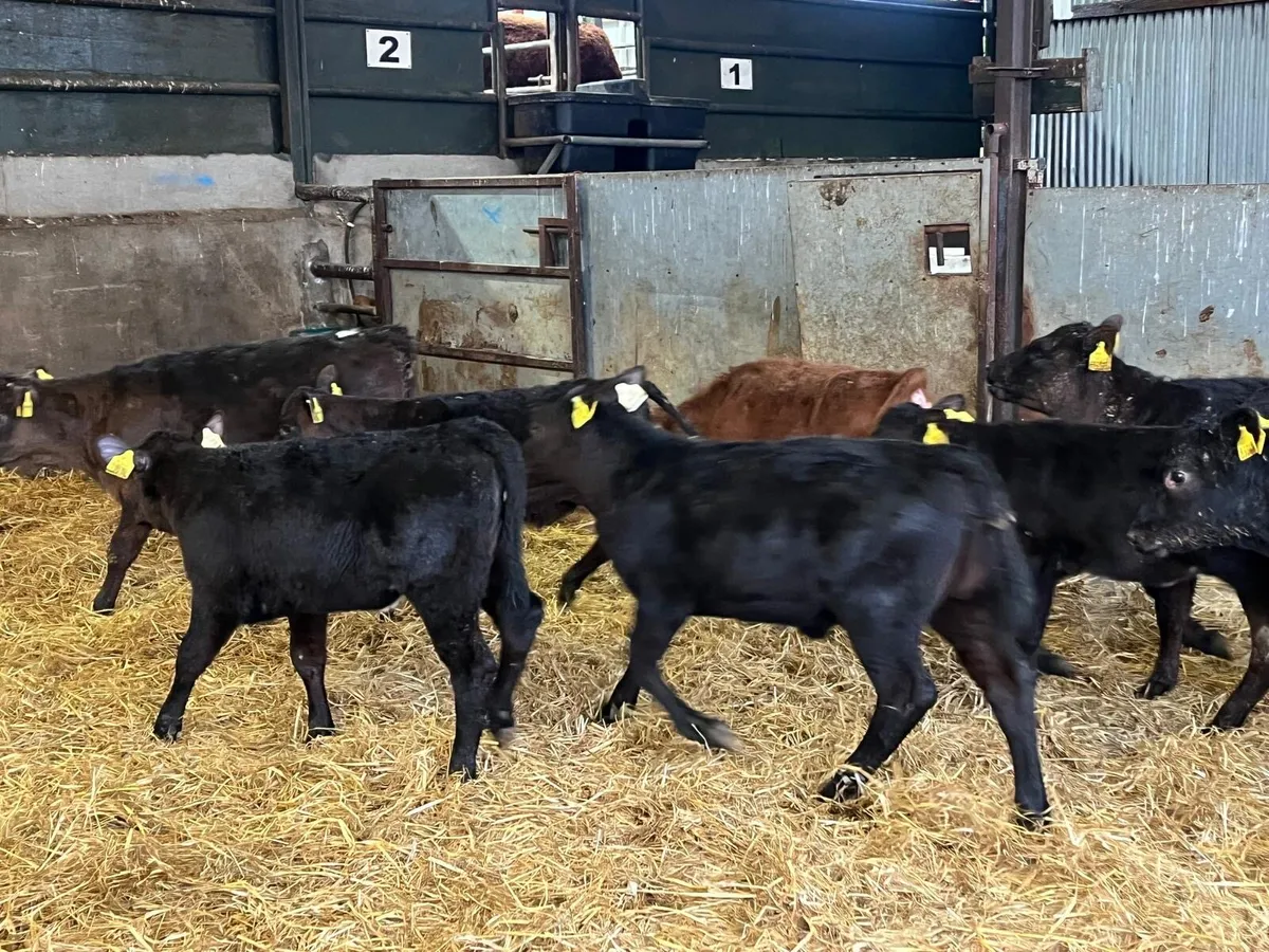 10 super Angus runner heifers - Image 1