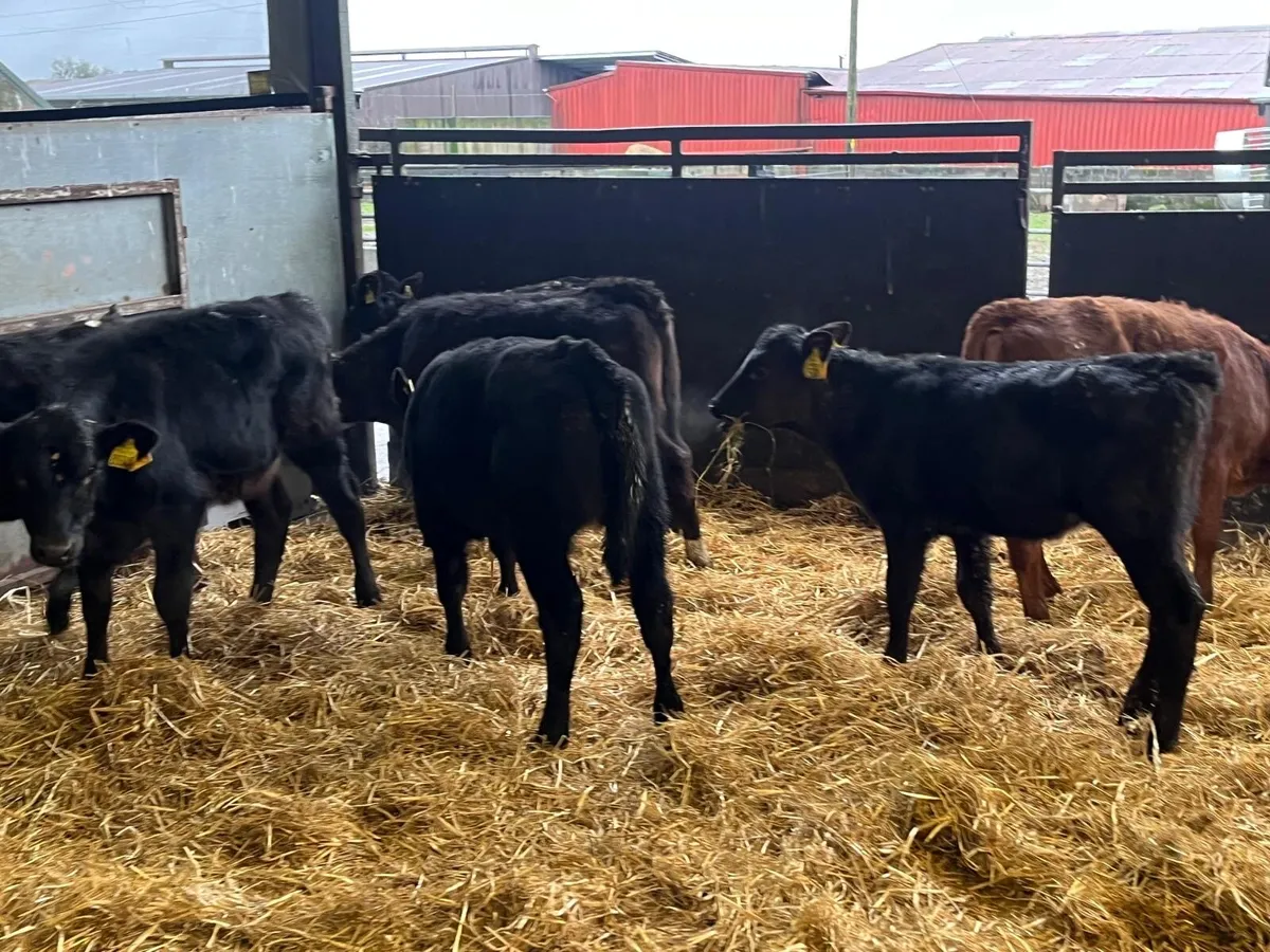 10 super Angus runner heifers - Image 2