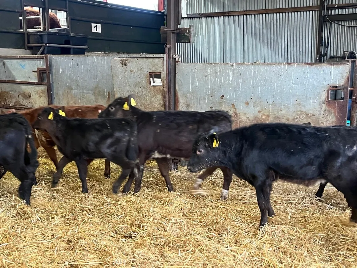 10 super Angus runner heifers - Image 4