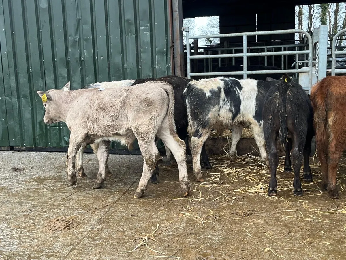 8 super continental bull weanlings - Image 4