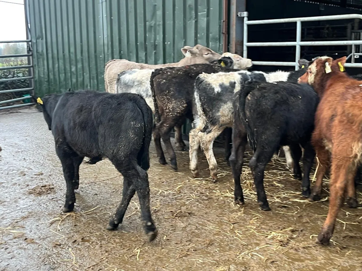 8 super continental bull weanlings - Image 1