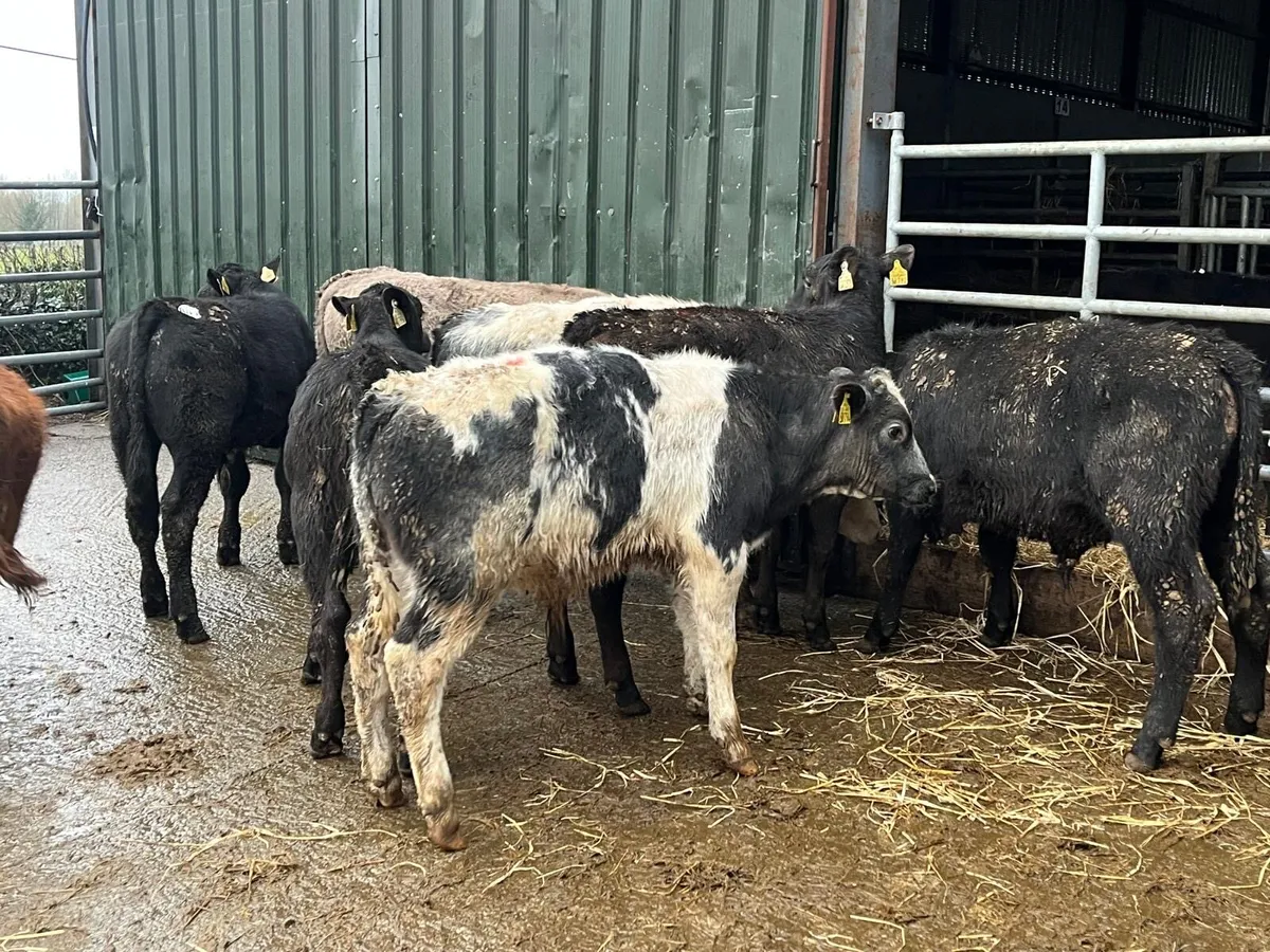 8 super continental bull weanlings - Image 2