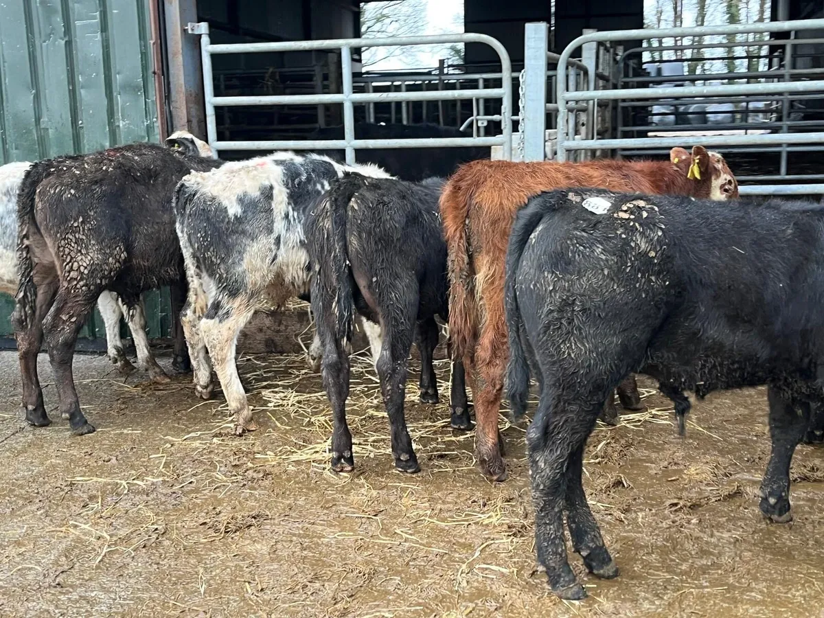 8 super continental bull weanlings - Image 3