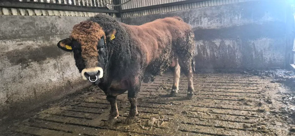 Breeding Bull for Sale - Image 2