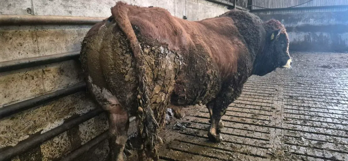 Breeding Bull for Sale - Image 3