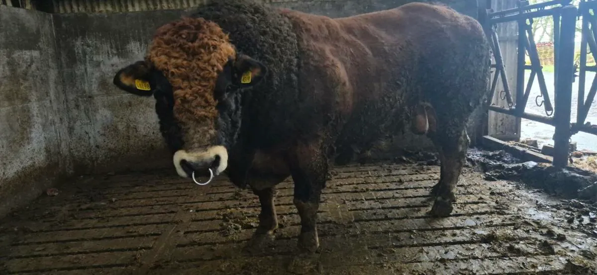 Breeding Bull for Sale - Image 4