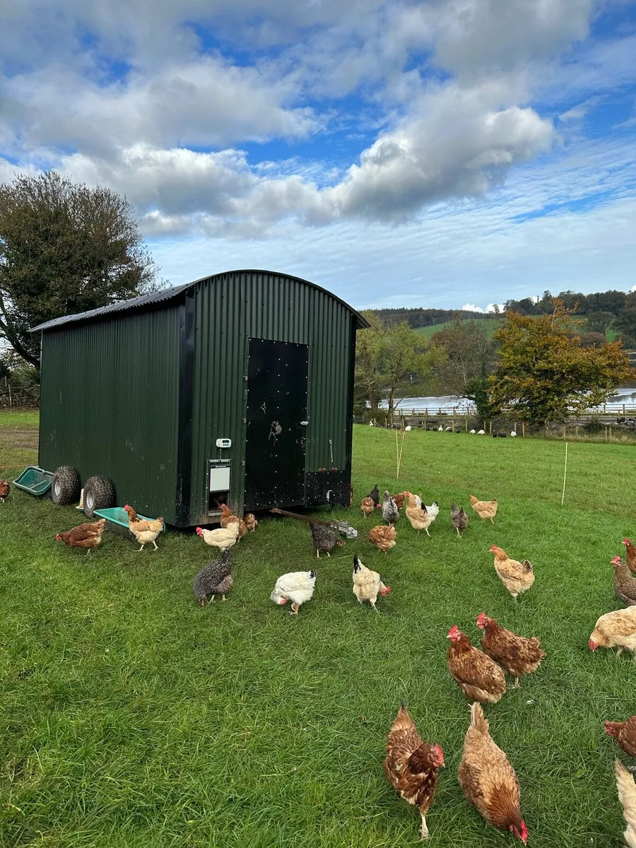 Mobile Chicken Trailer/Shed - Image 1