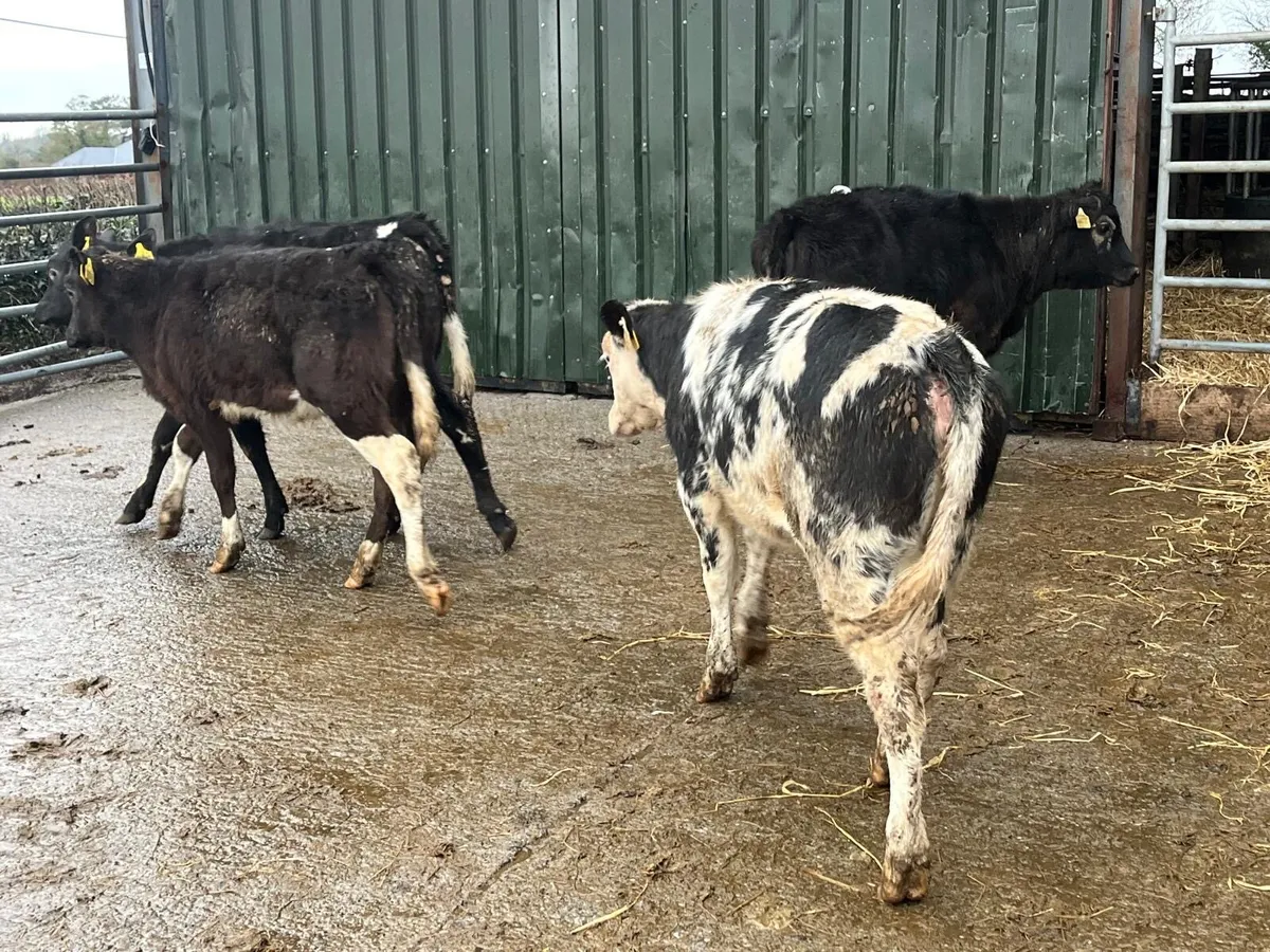 4 super continental weanling heifers - Image 1
