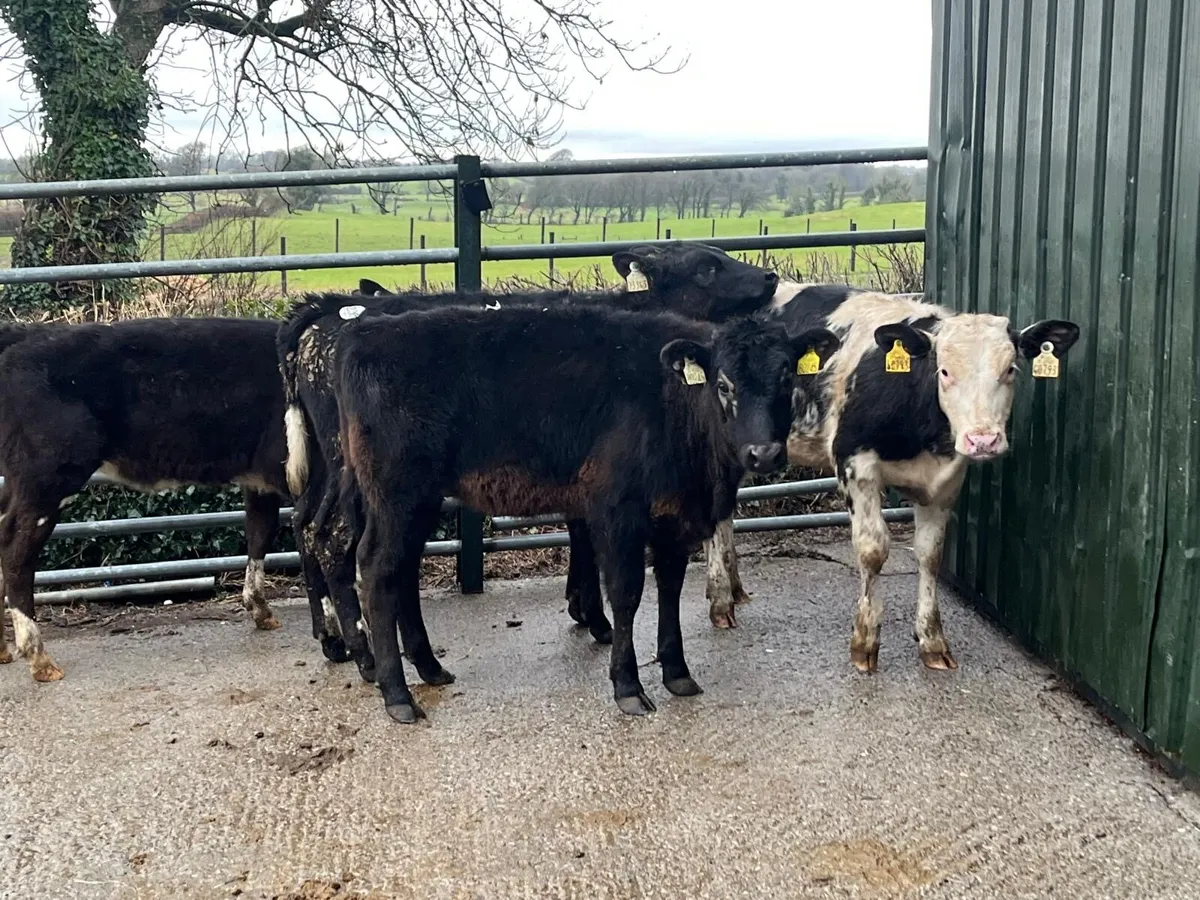 4 super continental weanling heifers - Image 2