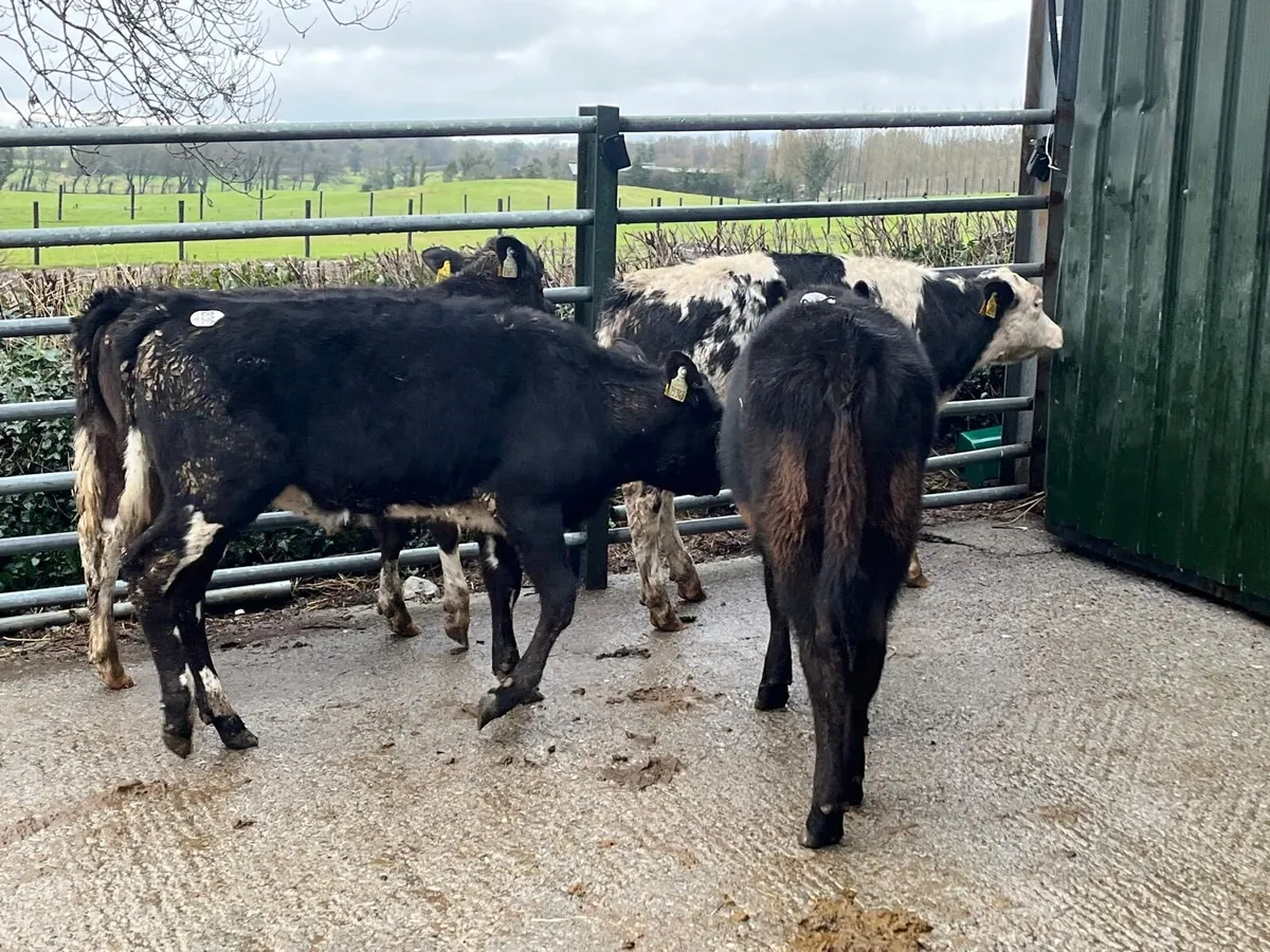 4 super continental weanling heifers - Image 3
