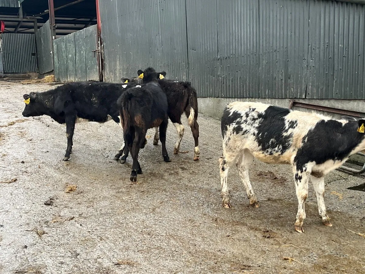 4 super continental weanling heifers - Image 4