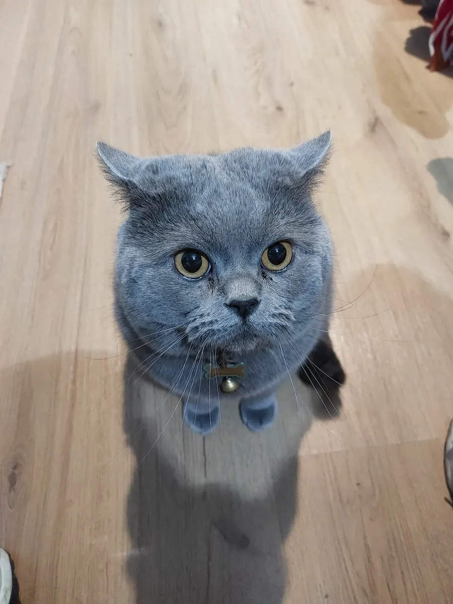 British shothair - Image 1