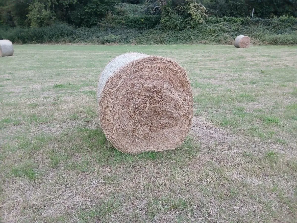HAY AND HAYLAGE - Image 4