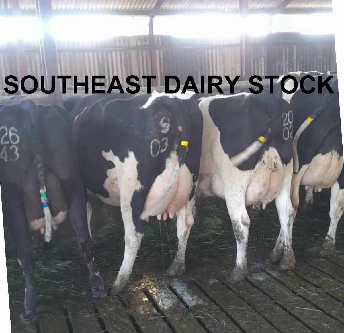 Freshly Calved Heifers & Cows