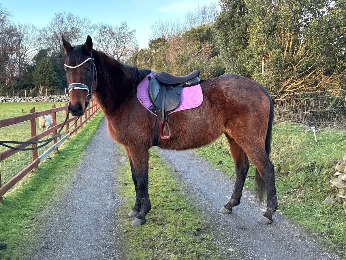 10 year old mare - Image 2