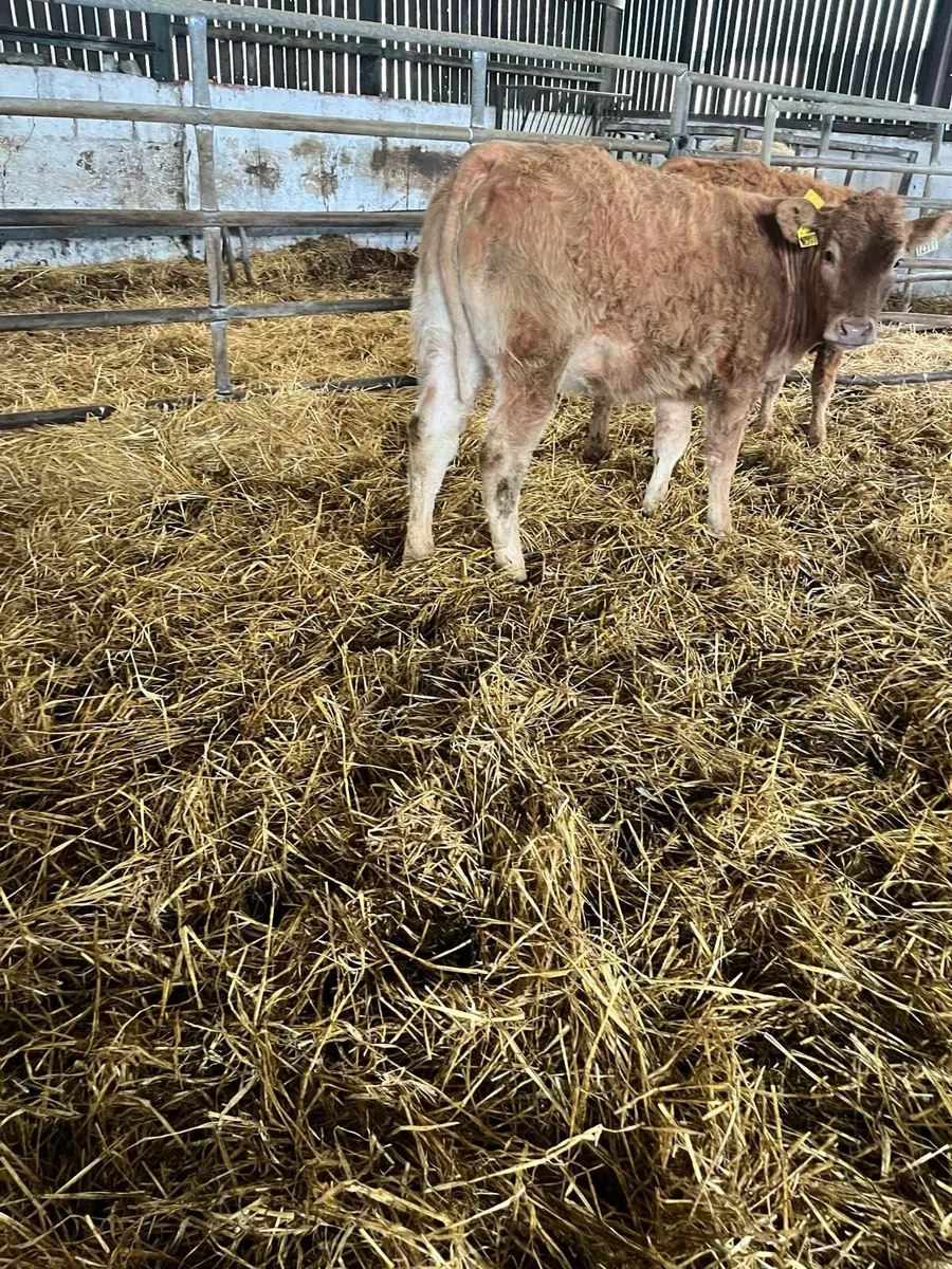 Weanling Heifers - Image 2