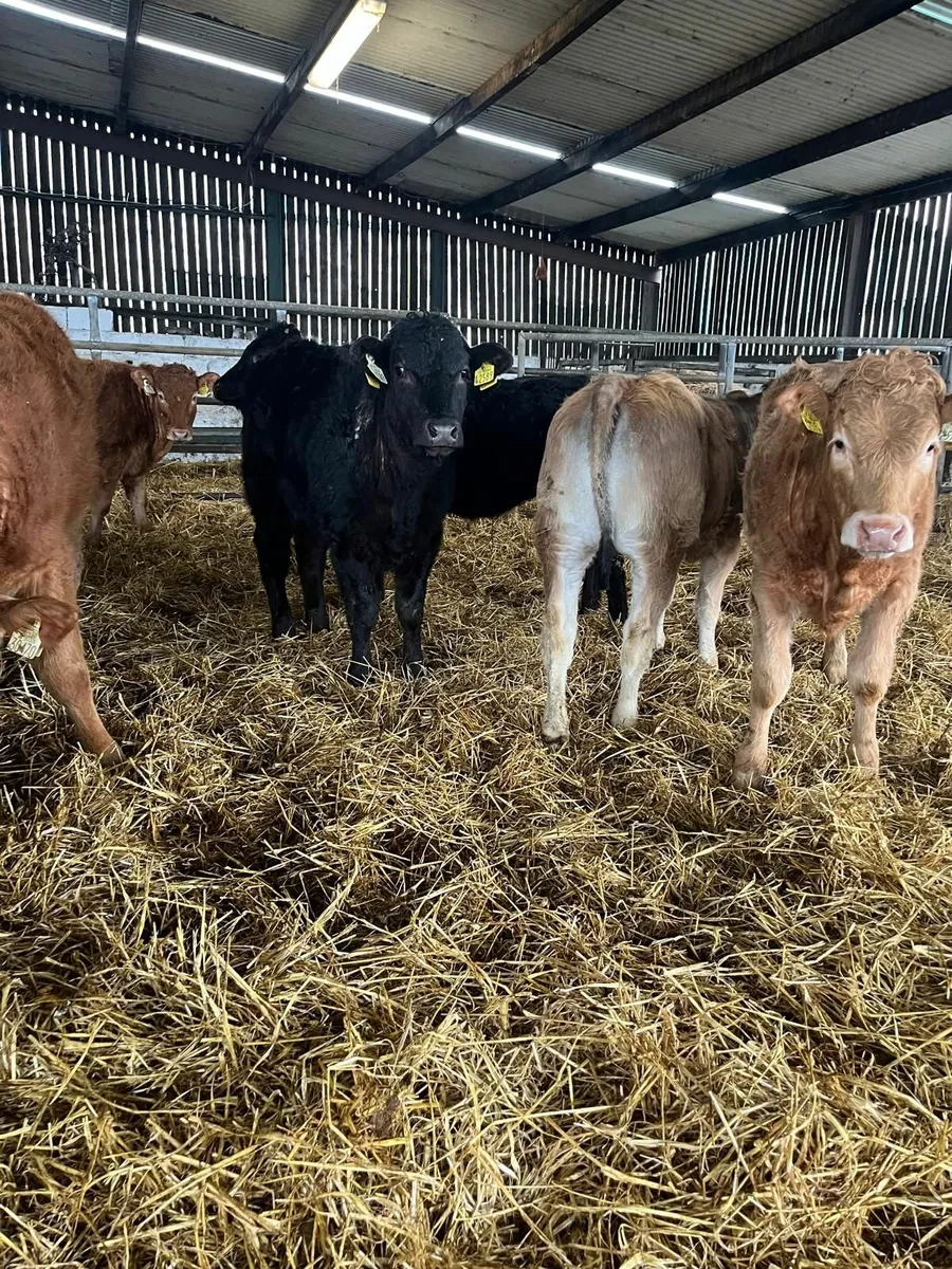 Weanling Heifers - Image 3