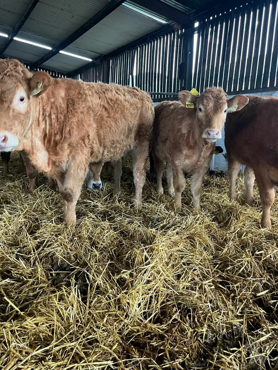 Weanling Heifers - Image 4