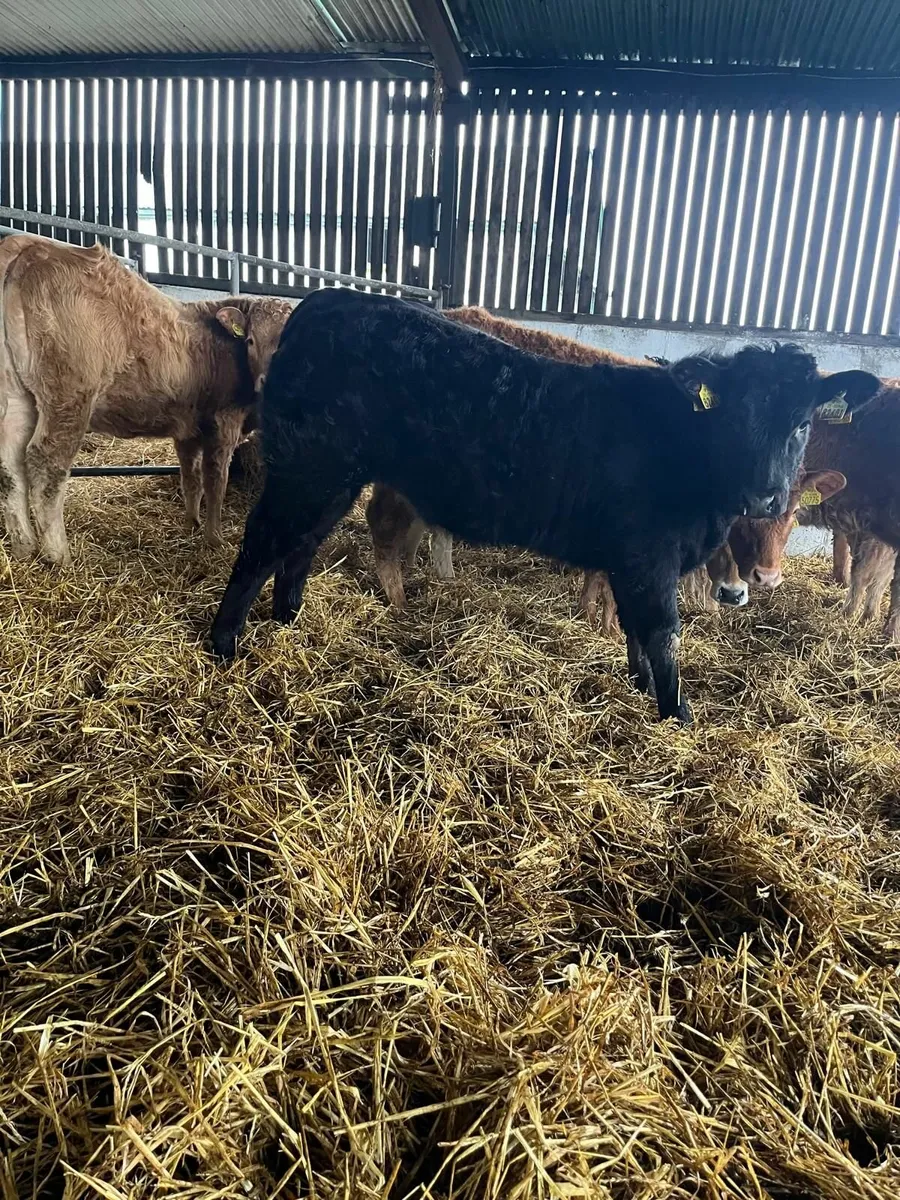 Weanling Heifers - Image 1