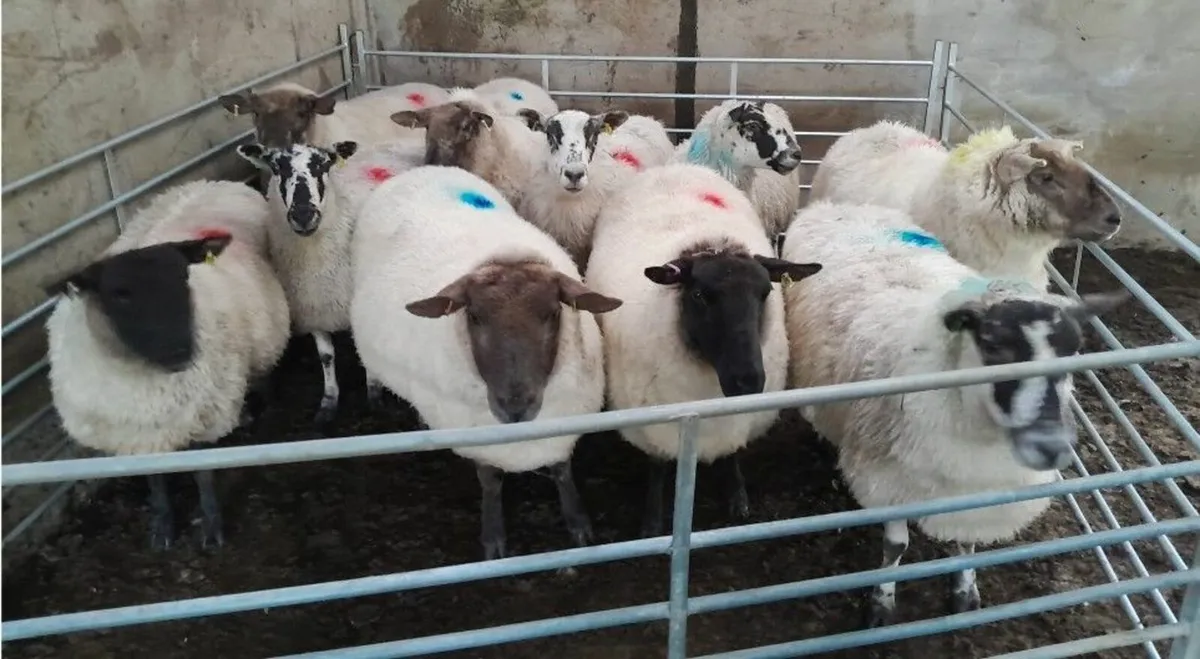 In-lamb Ewes - Image 1