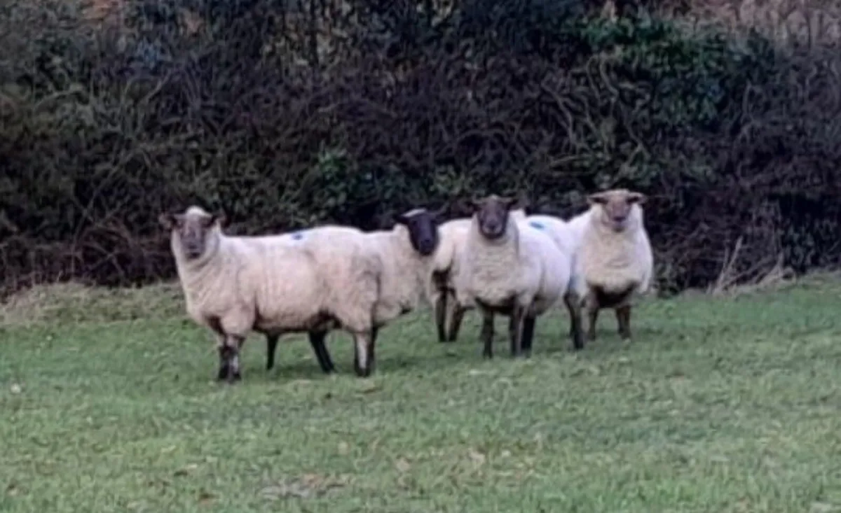 In-lamb Ewes - Image 2