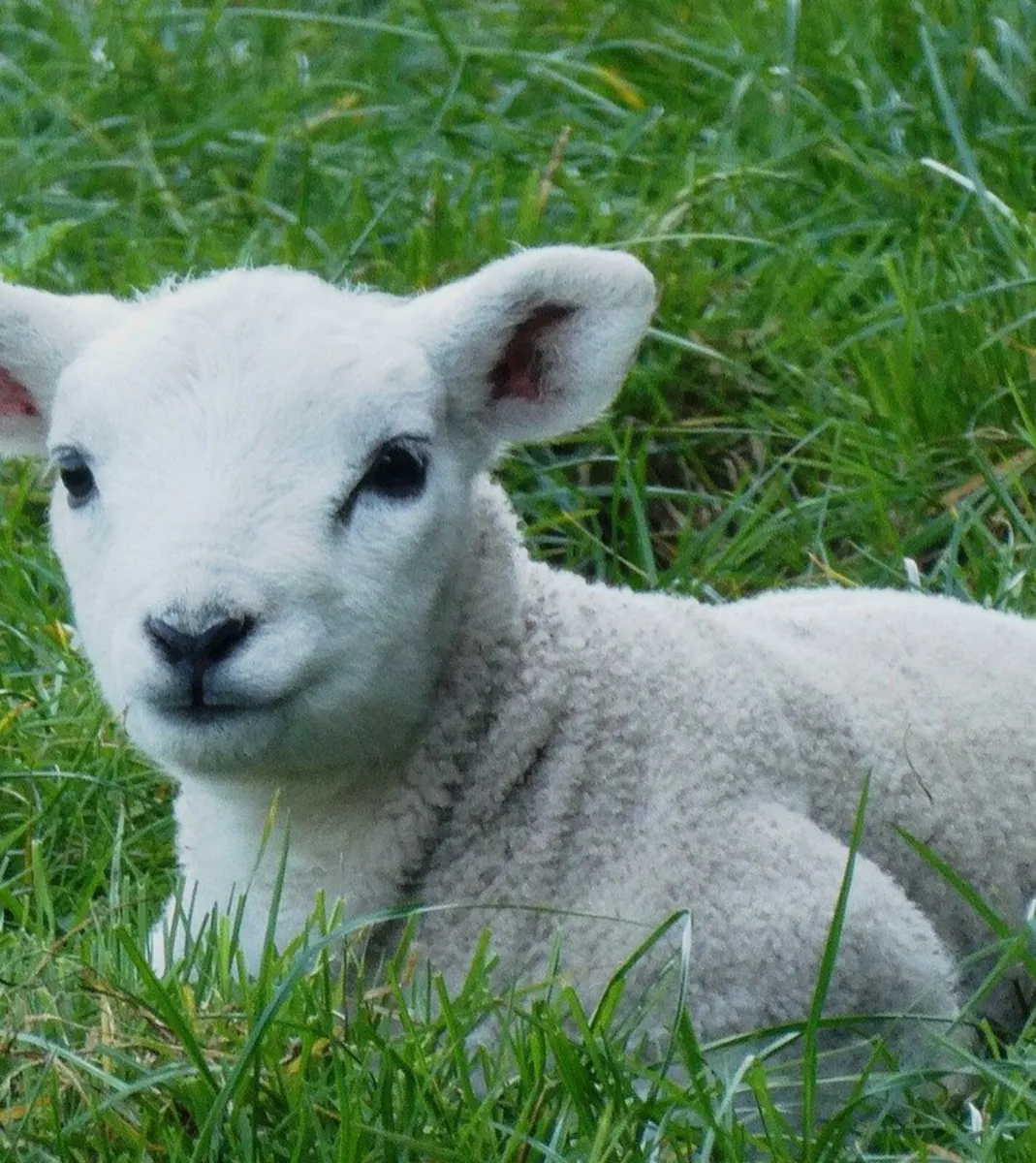 Foster lambs wanted