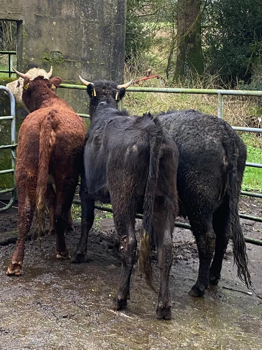 WANTED WANTED WANTED