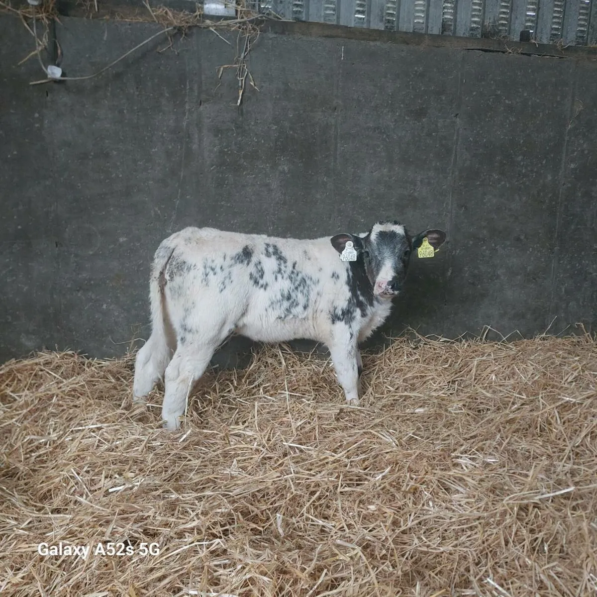 Suck calves - Image 1