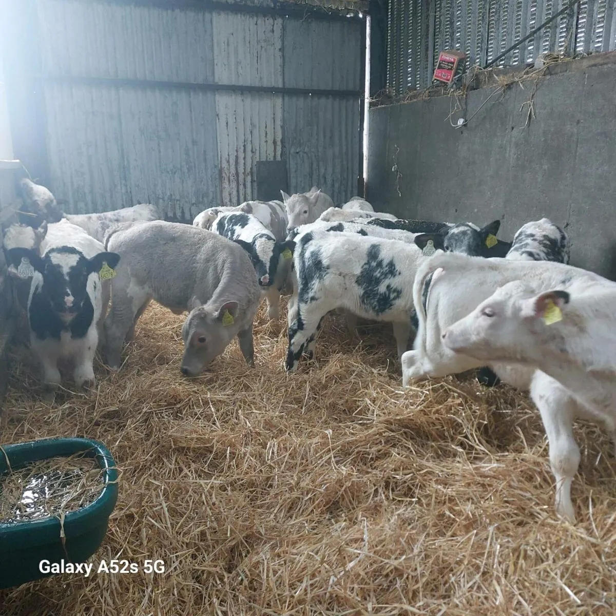 Suck calves - Image 3