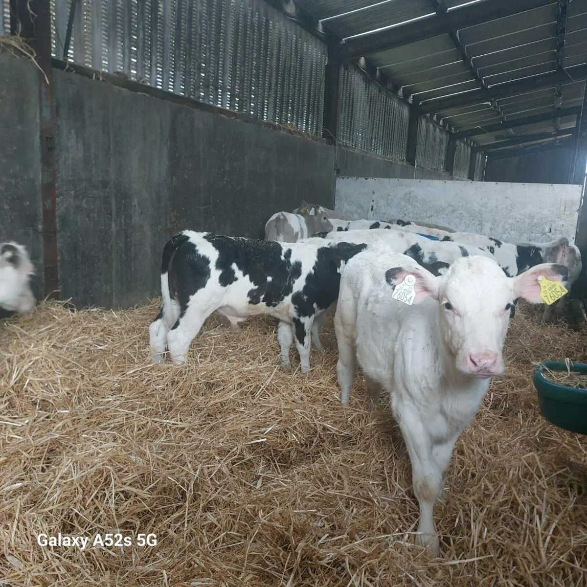 Suck calves - Image 4