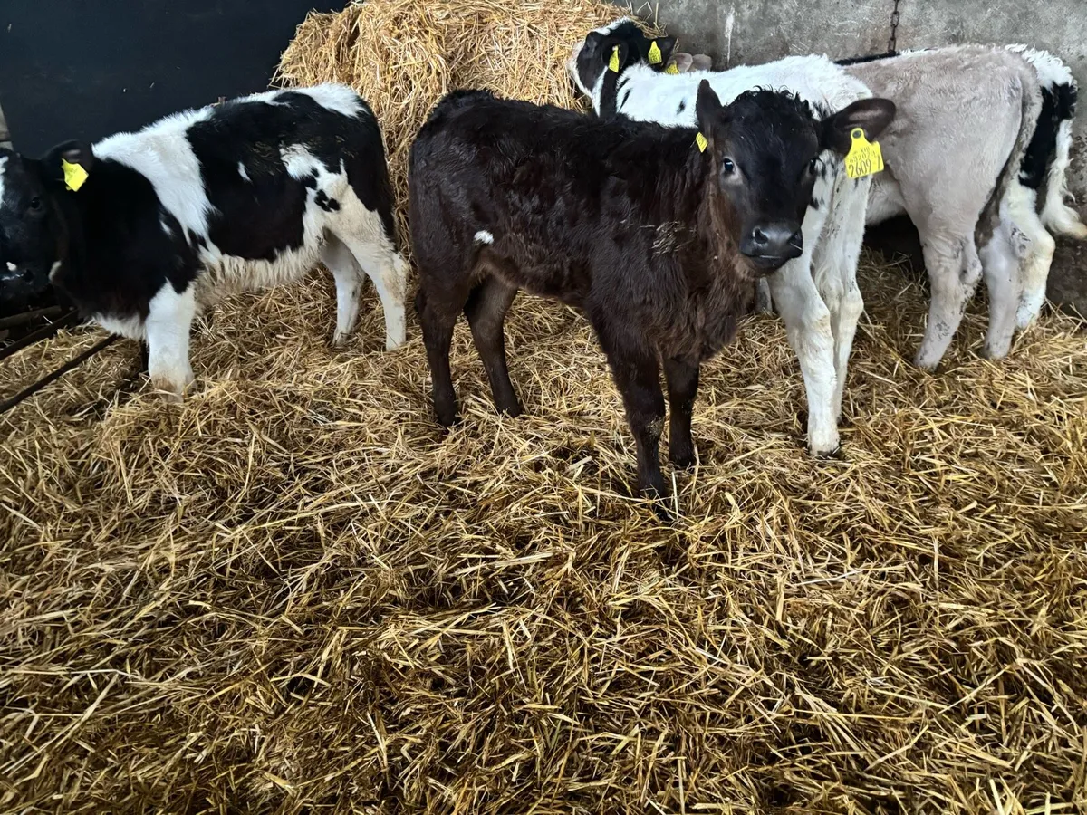 5 outstanding Heifer Calves - Image 1
