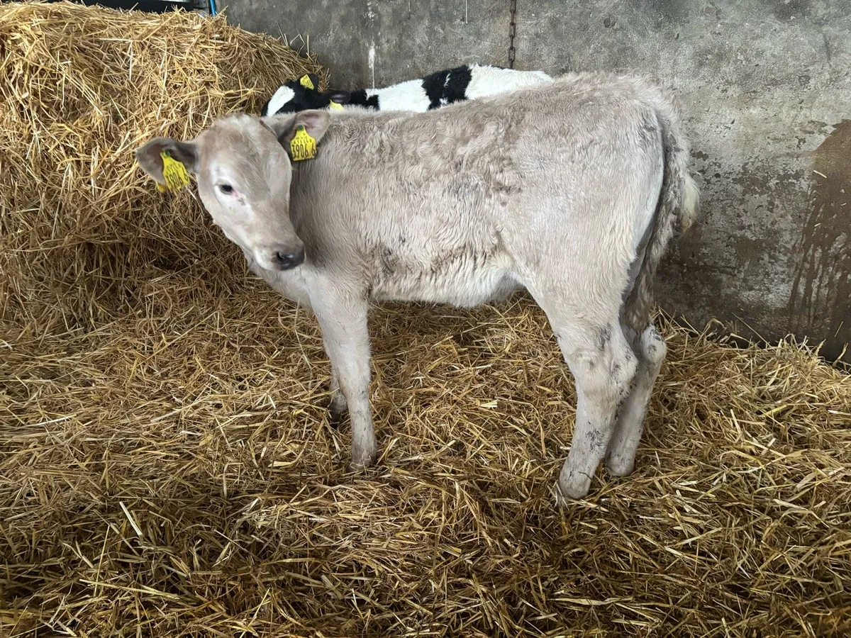 5 outstanding Heifer Calves - Image 2