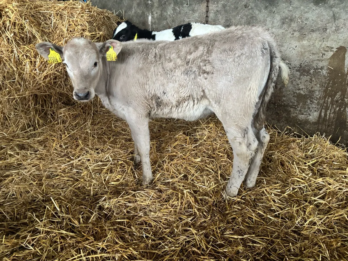 5 outstanding Heifer Calves - Image 3