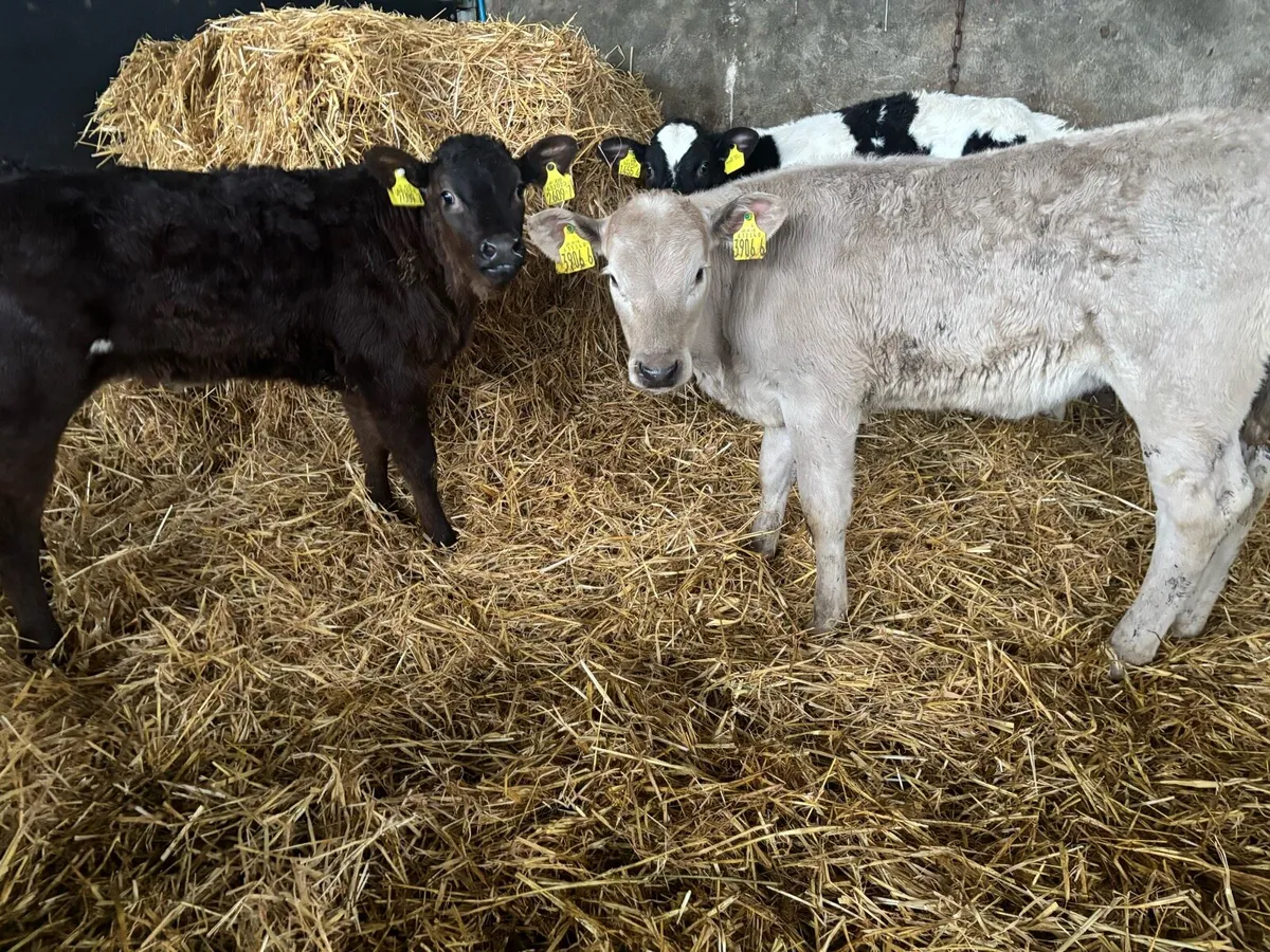 5 outstanding Heifer Calves - Image 4