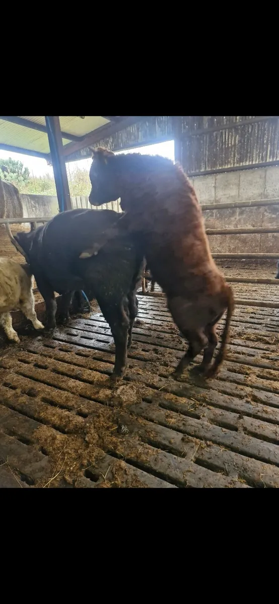 Vasectomised bull - Image 1