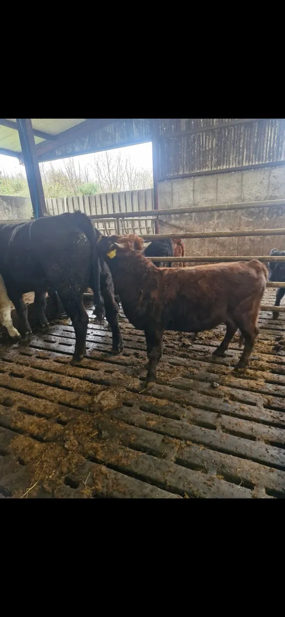 Vasectomised bull - Image 3