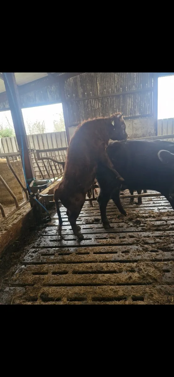 Vasectomised bull - Image 2