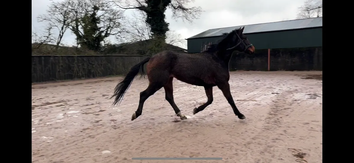 Colandro Filly - Image 3