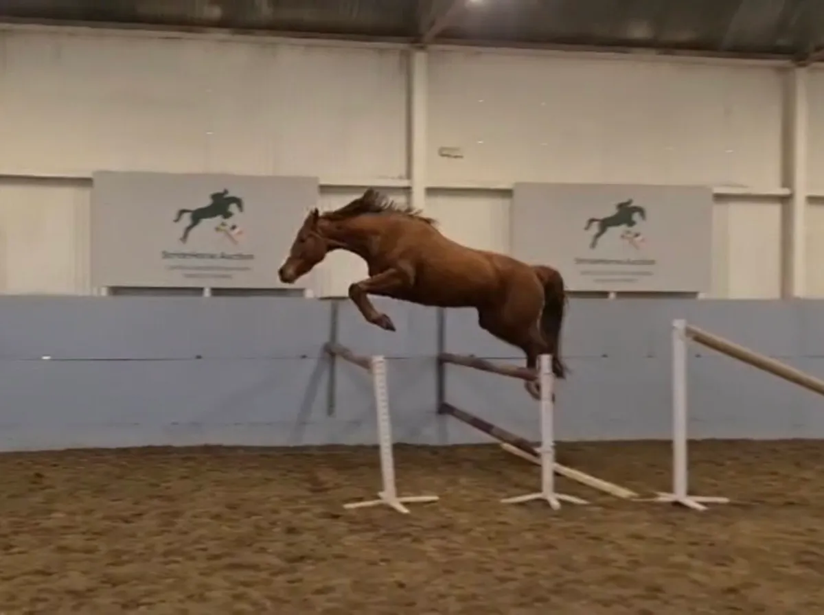 2022 Bamako de Muze filly - Image 1