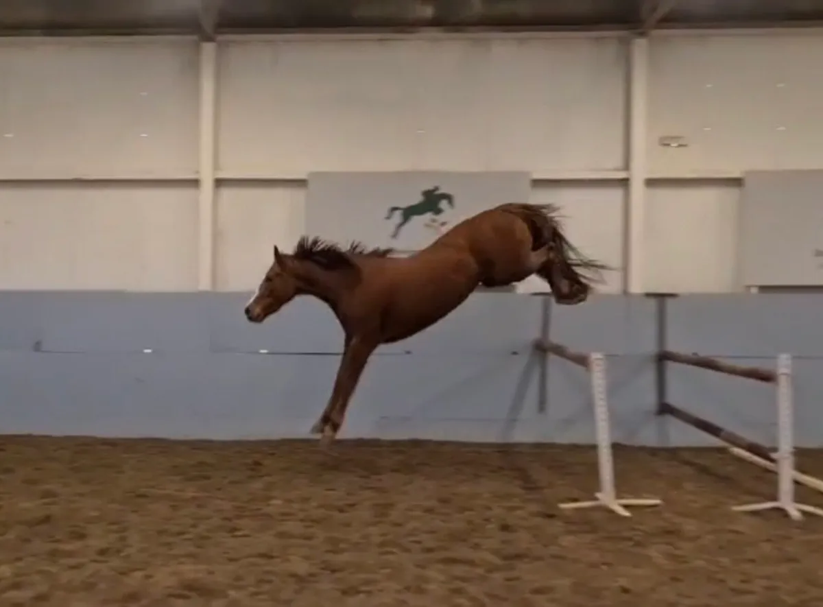 2022 Bamako de Muze filly - Image 2