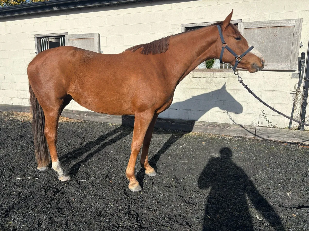 2022 Bamako de Muze filly - Image 3