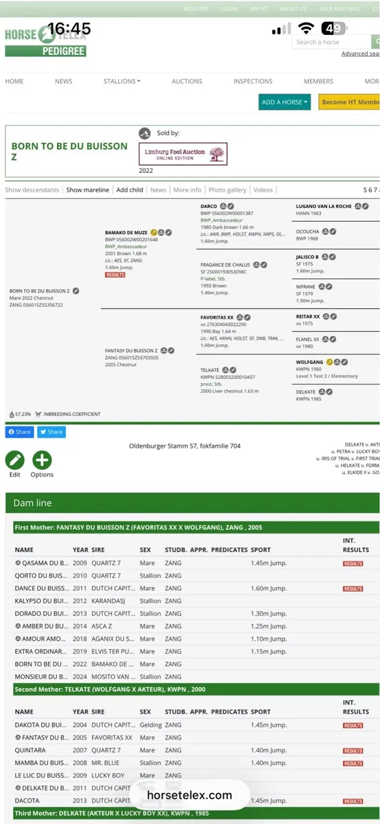 2022 Bamako de Muze filly - Image 4