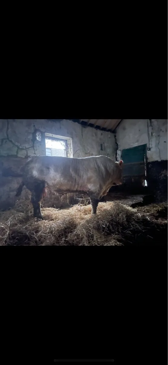 Charolais Bull - Image 3
