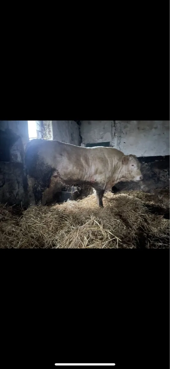 Charolais Bull - Image 2