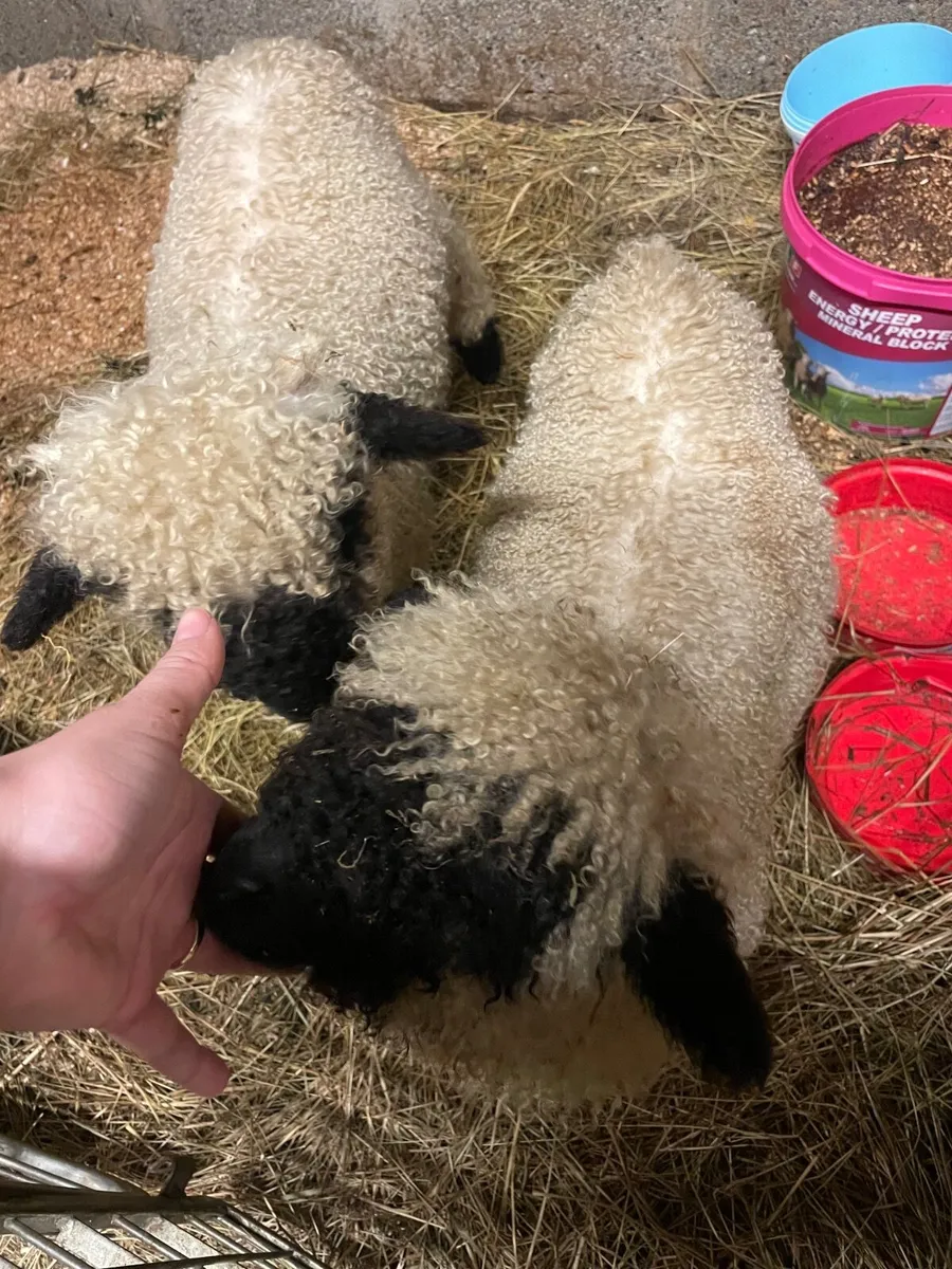 Valais Blacknose Lambs - Image 2