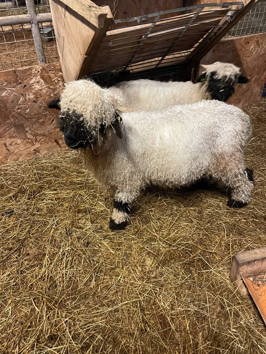 Valais Blacknose Lambs - Image 1